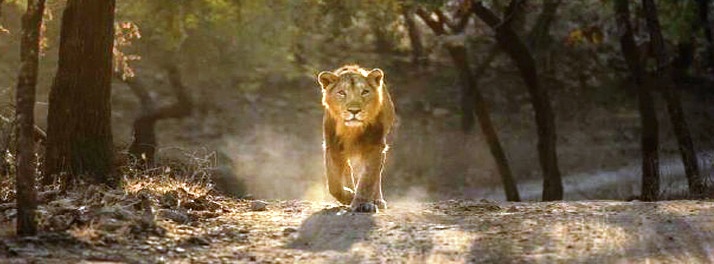 2571/10 Jungle 02.jpg